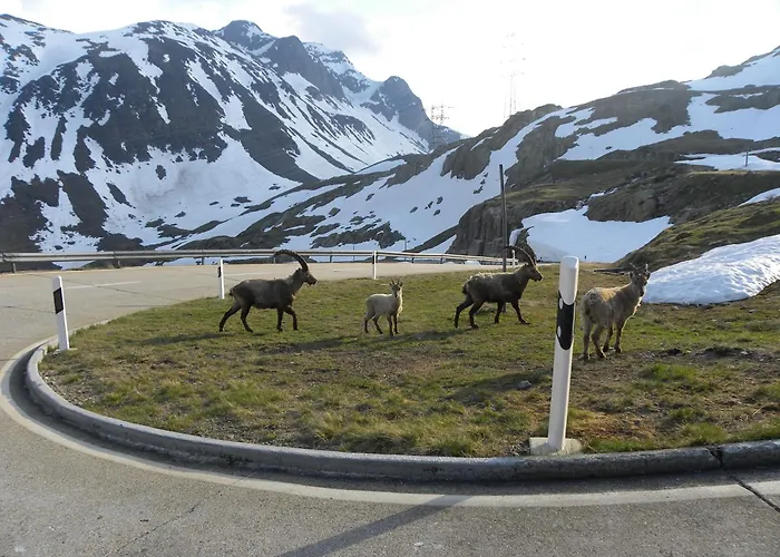 Restaurant Walliser Sonne