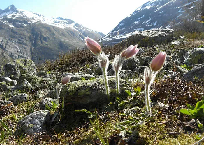 Hotel Restaurant Walliser Sonne