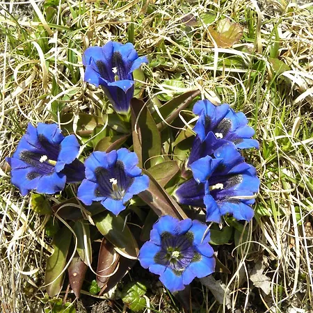 Restaurant Walliser Sonne Reckingen