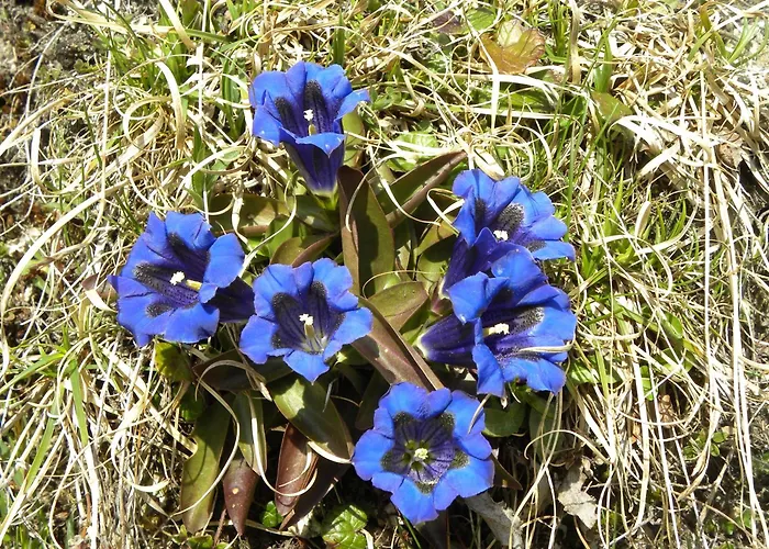 Restaurant Walliser Sonne Reckingen