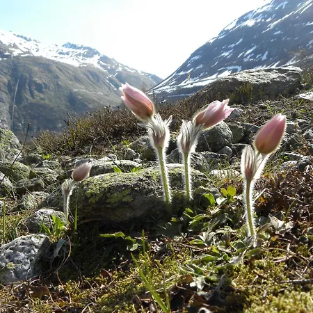 Hotel Restaurant Walliser Sonne